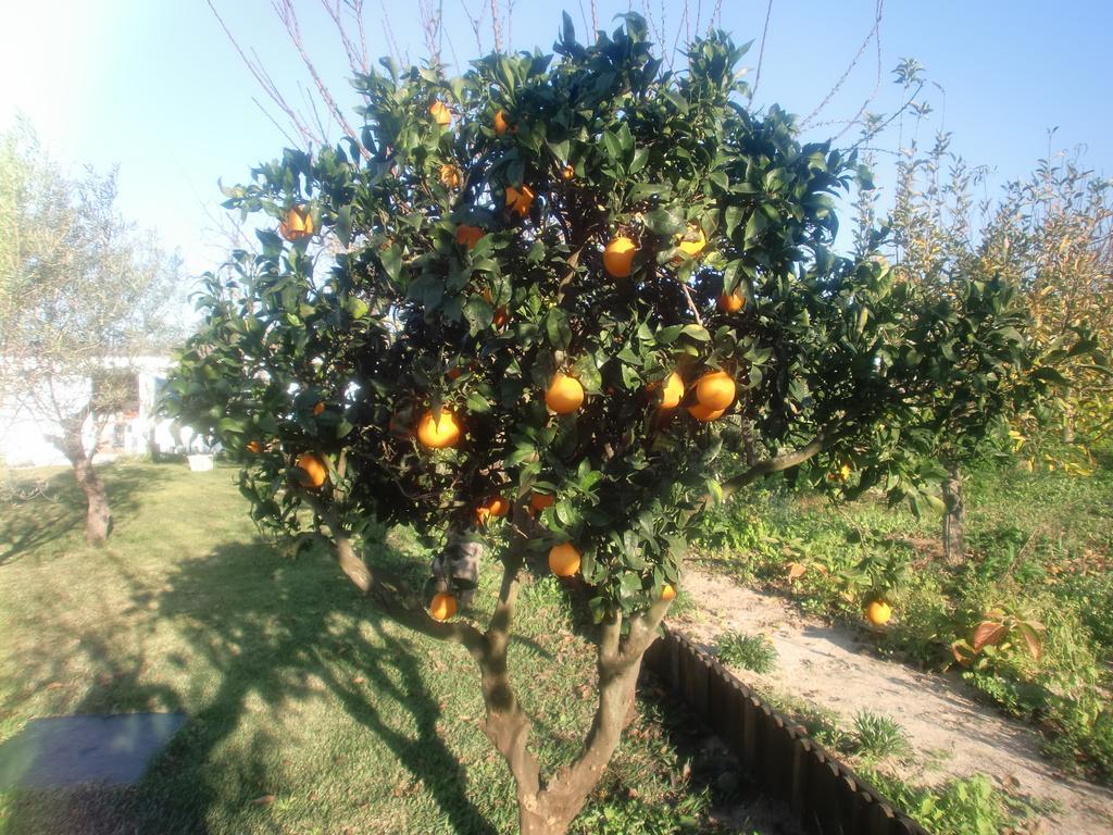 Quinta Da Harmonia Daire Azeitao Dış mekan fotoğraf