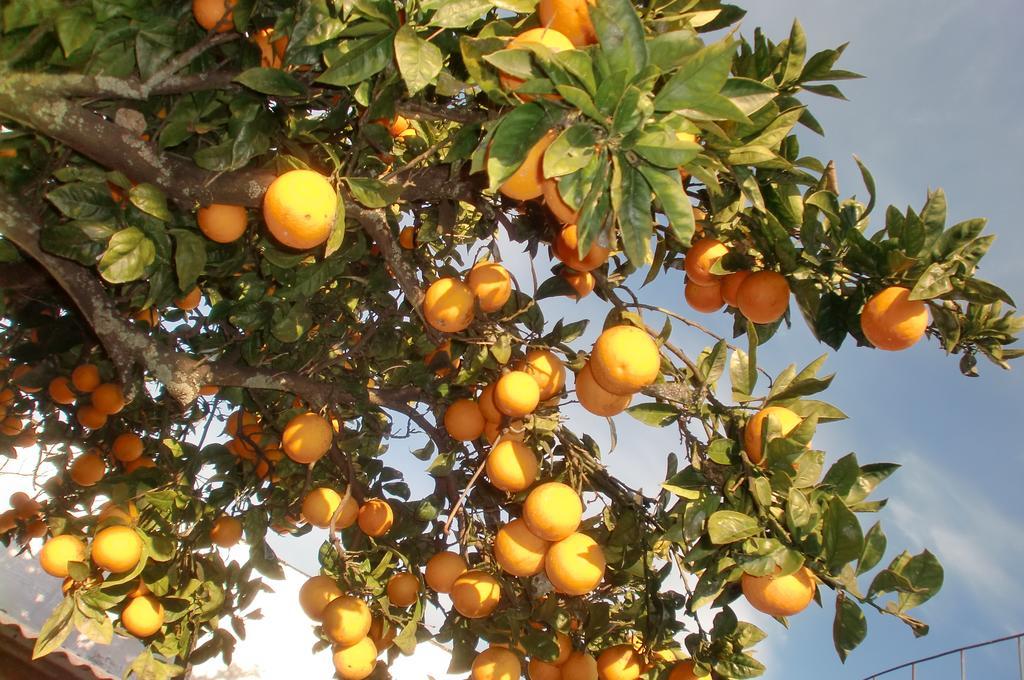 Quinta Da Harmonia Daire Azeitao Dış mekan fotoğraf